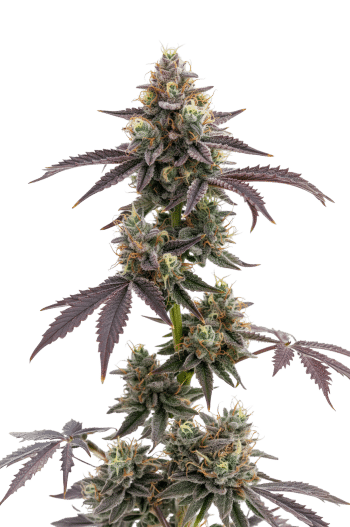 Blue Forest Berry Auto by Growers Choice Seeds