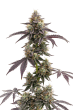 Blue Forest Berry Auto by Growers Choice Seeds