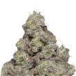Blue Forest Berry Auto by Growers Choice Seeds