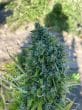 Blue Forest Berry Auto by Growers Choice Seeds