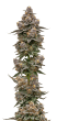 Blue Zeclair Feminized by Growers Choice Seeds (2)
