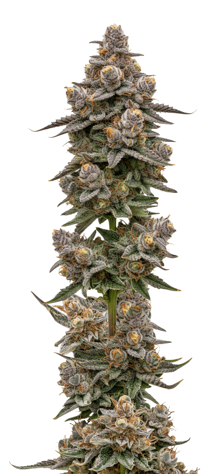 Blue Zeclair Feminized by Growers Choice Seeds (3) Blue Zeclair plant in flower