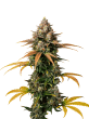 Brain Damage Auto by Growers Choice Seeds