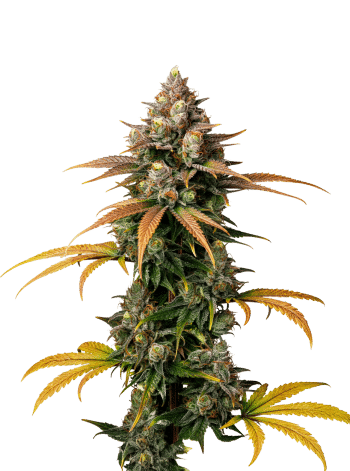 Brain Damage Feminized by Growers Choice Seeds
