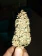 Brain Damage Feminized by Growers Choice Seeds