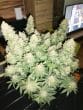 Brain Damage Feminized by Growers Choice Seeds