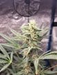 Brain Damage Feminized by Growers Choice Seeds
