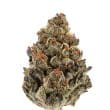 Bruce Banner III Auto by Growers Choice Seeds