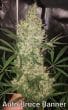 Bruce Banner III Auto by Growers Choice Seeds