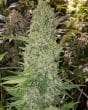Bruce Banner III Auto by Growers Choice Seeds