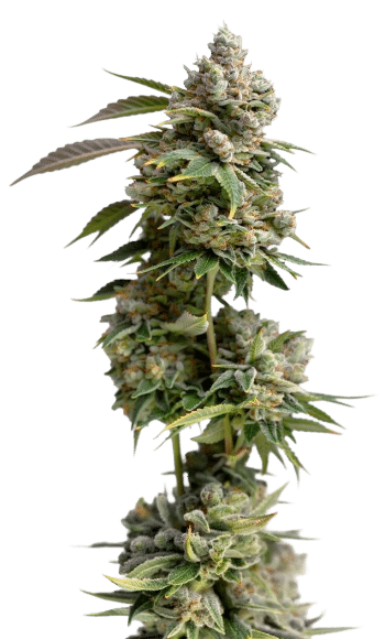 Bruce Banner III Feminized by Growers Choice Seeds