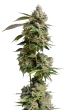 Bruce Banner III Feminized by Growers Choice Seeds