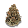 Bruce Banner III Feminized by Growers Choice Seeds (2)