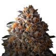 Bruce Banner III Feminized by Growers Choice Seeds (2)
