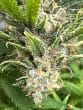 Bruce Banner III Feminized by Growers Choice Seeds (2)