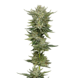 Bubblegum x Fat Hog Feminized by Growers Choice Seeds
