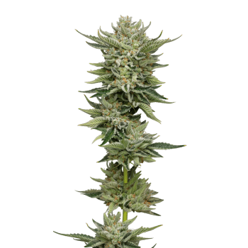 Bubblegum x Fat Hog Feminized by Growers Choice Seeds