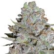 Bubblegum x Fat Hog Feminized by Growers Choice Seeds