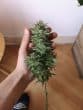 Bubblegum x Fat Hog Feminized by Growers Choice Seeds
