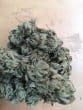 Bubblegum x Fat Hog Feminized by Growers Choice Seeds