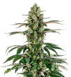 Charlottes Dream CBD grow shot
