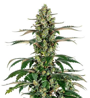 Charlottes Dream CBD Feminized by Growers Choice Seeds