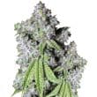 Charlottes Dream CBD Feminized by Growers Choice Seeds