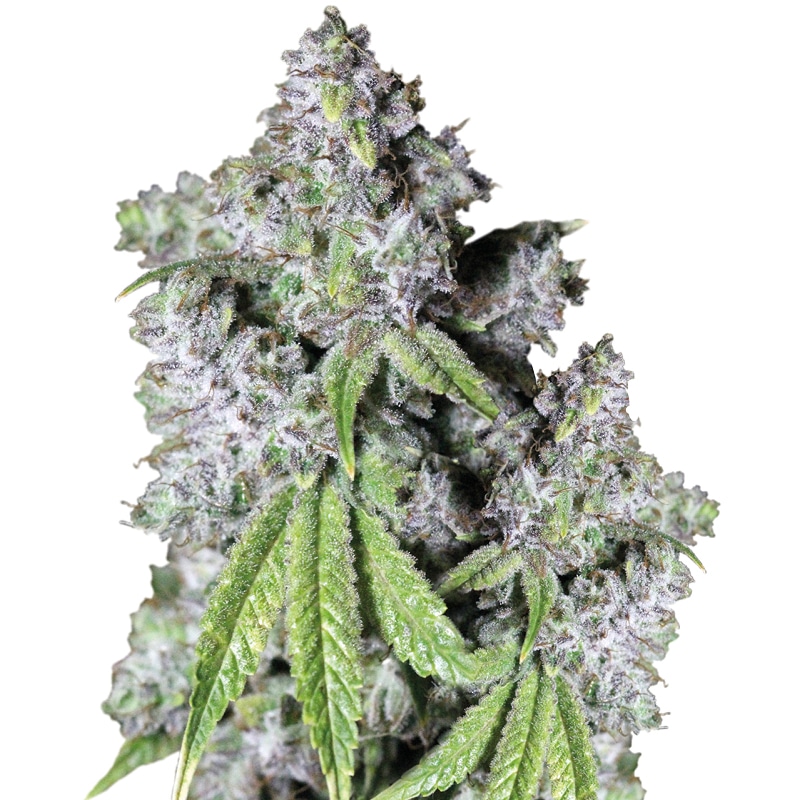 Charlottes Dream CBD Feminized by Growers Choice Seeds (3) Charlottes Dream CBD plant in flower