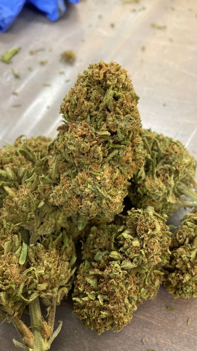 Charlottes Dream CBD Feminized by Growers Choice Seeds (5) Charlottes Dream CBD grow shot
