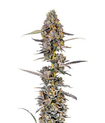 Cherry Mac Muffin Feminized by Growers Choice Seeds