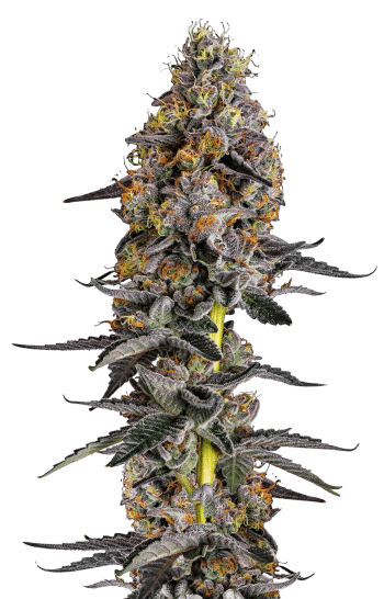 Cherry Zoap Auto by Growers Choice Seeds