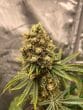 Cherry Zoap Auto by Growers Choice Seeds