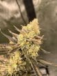 Cherry Zoap Auto by Growers Choice Seeds
