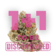 Chocolate Sherbet Feminized by Growers Choice Seeds