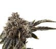 Chocolate Sherbet Feminized by Growers Choice Seeds