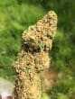 Chocolate Sherbet Feminized by Growers Choice Seeds
