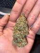 Chocolate Sherbet Feminized by Growers Choice Seeds