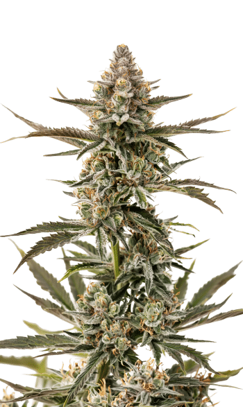 Forbidden Runtz Double XL Auto by Growers Choice Seeds