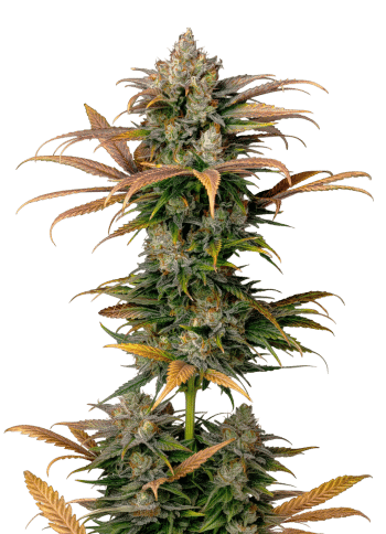 Frosty Gelato grow shot