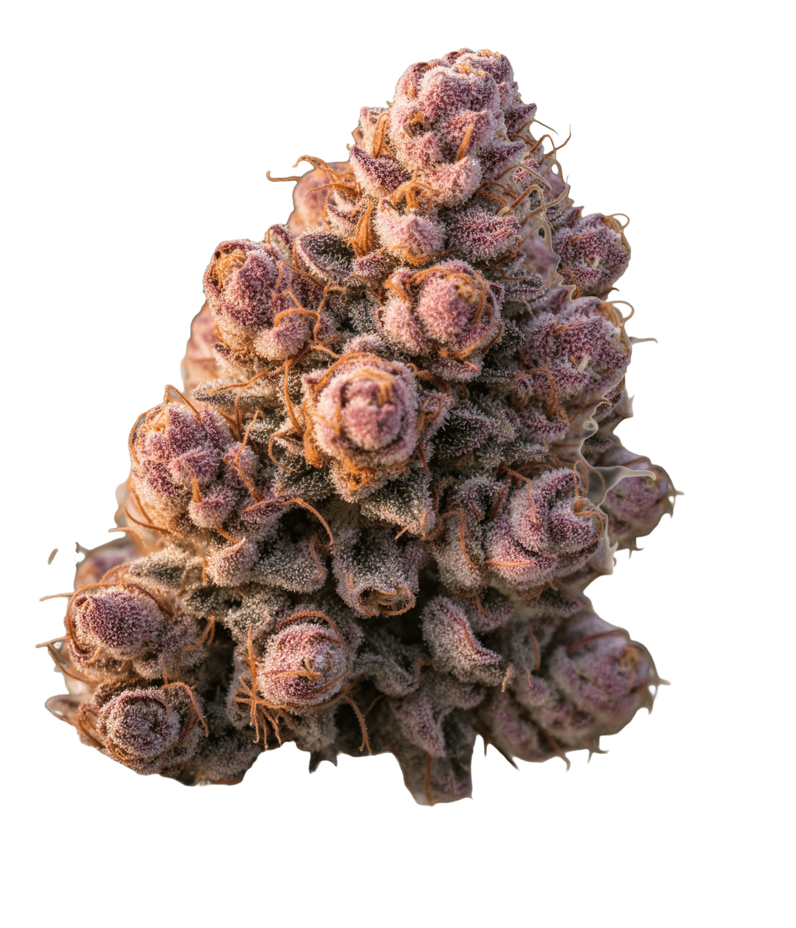 Gello Z Auto by Growers Choice Seeds (3) Gello Z plant in flower