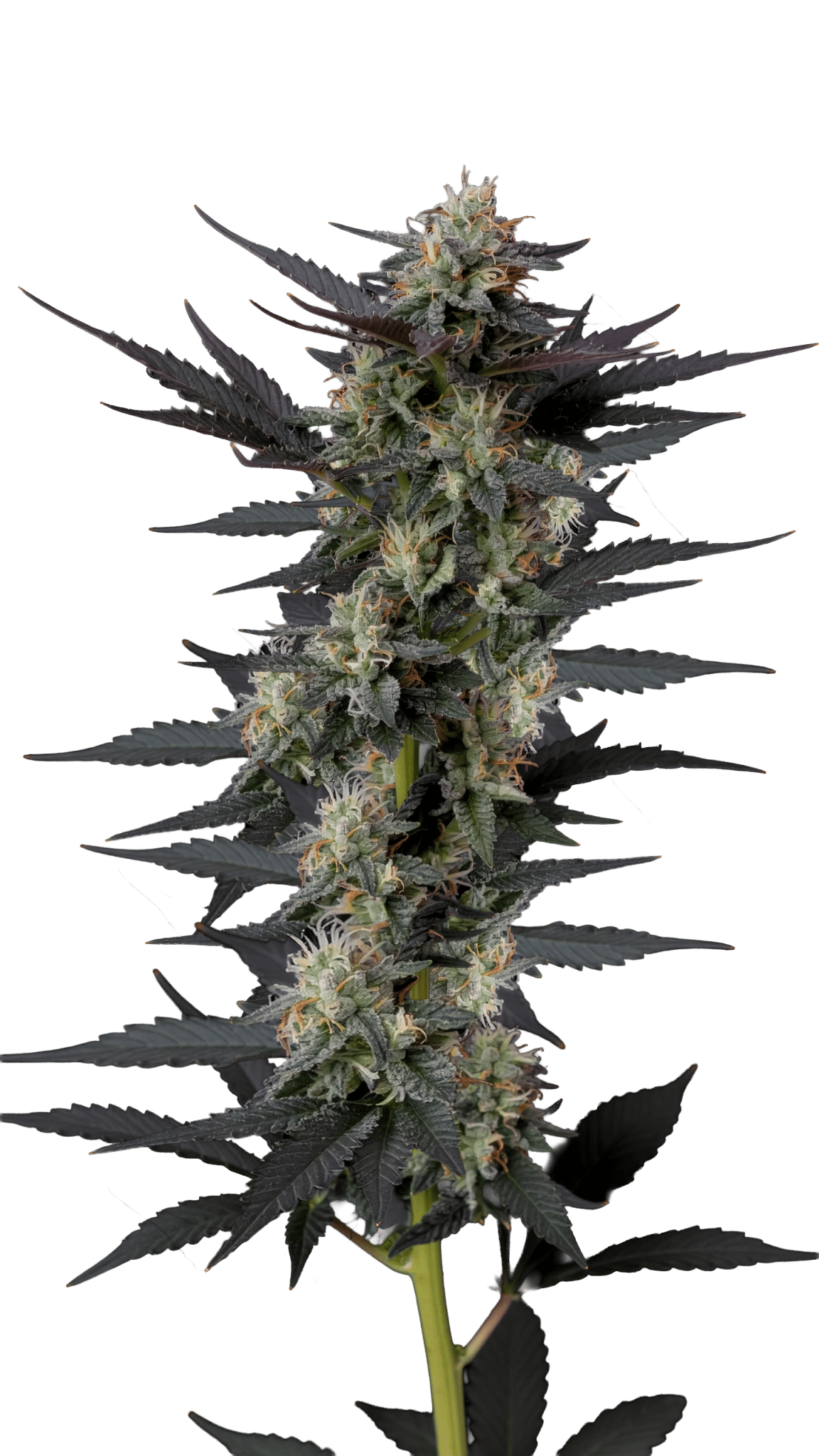 Gello Z Auto by Growers Choice Seeds (4) Gello Z harvest detail