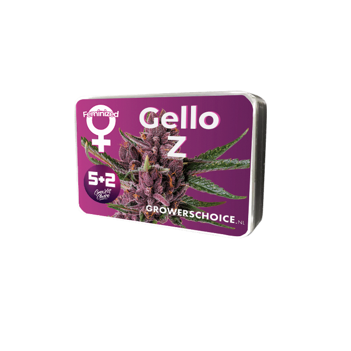 Gello Z Feminized by Growers Choice Seeds (2) Gello Z bud detail