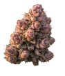 Gello Z Feminized by Growers Choice Seeds (2)