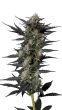 Gello Z Feminized by Growers Choice Seeds (2)