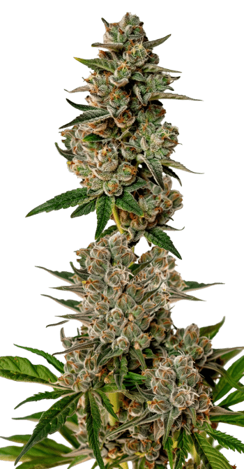 Gorilla Cookies Feminized by Growers Choice Seeds