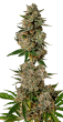 Gorilla Cookies Feminized by Growers Choice Seeds