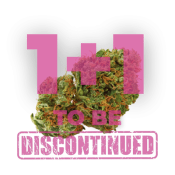 Grapefruit x Bubblegum Auto by Growers Choice Seeds