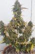 Grapefruit x Bubblegum Auto by Growers Choice Seeds