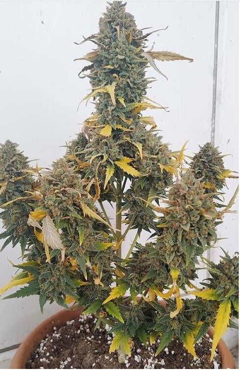 Grapefruit x Bubblegum Auto by Growers Choice Seeds (4) Grapefruit x Bubblegum harvest detail