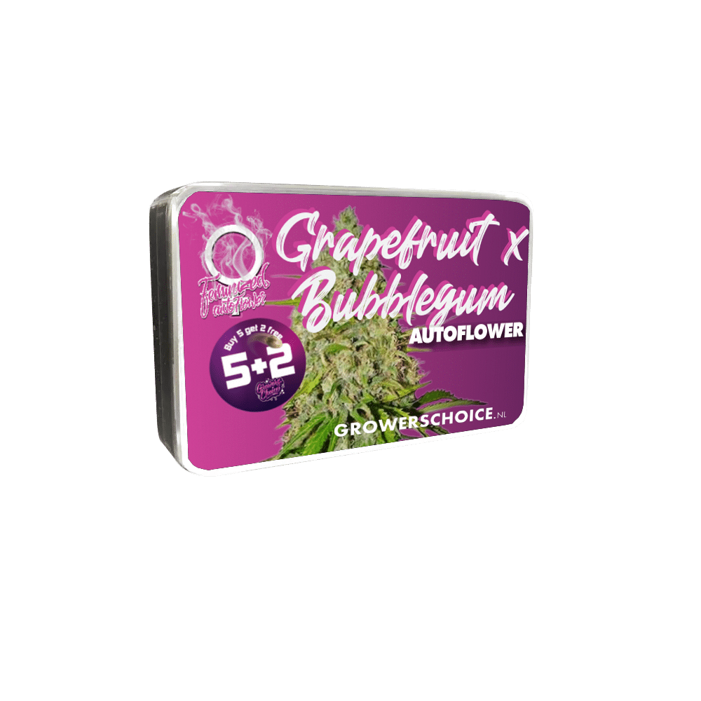 Grapefruit x Bubblegum Auto by Growers Choice Seeds (5) Grapefruit x Bubblegum grow shot